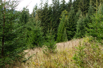 Obraz premium Young spruce trees on a grassy hillside forest meadow background for landscape design and natural wallpaper use in outdoor nature projects and environmental presentations