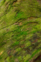 Obraz premium Closeup moss covered tree bark texture background for nature wallpaper and organic design with green forest surface detail