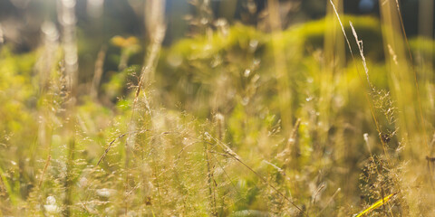 Obraz premium Panoramic low grass meadow with sunlight and delicate seed heads for landscape background and natural outdoor wallpaper design