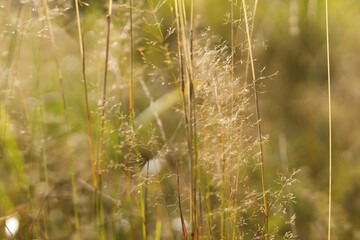Obraz premium Sunlit meadow grasses with fine seedheads and warm golden glow for nature background and organic botanical poster use