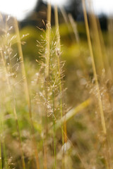 Fototapeta premium Tall slender grass stems close up with delicate seedheads and warm sunlight for nature background and botanical design