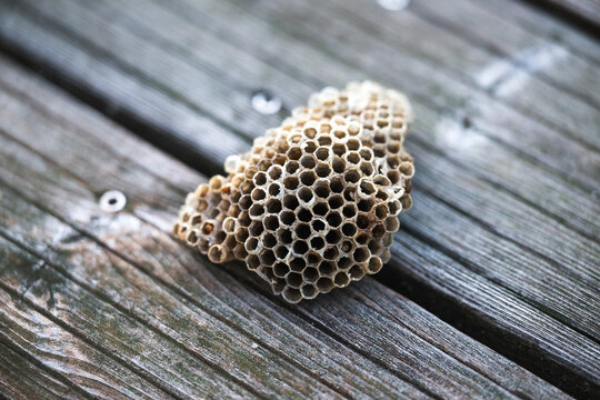 An empty wasp nest torn down by the wind lies on the ground.