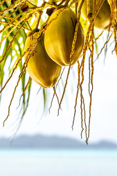 Two Coconuts on a Tropical Palm with Turquoise Ocean Background