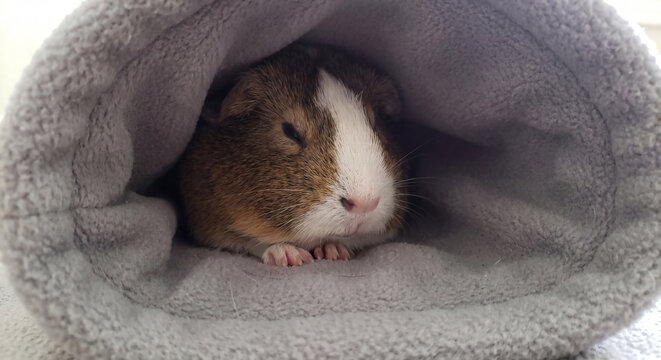 Close up shot of a small brown and white guinea pig peeking out from inside a warm soft grey fleece tunnel bed in an indoor home habitat