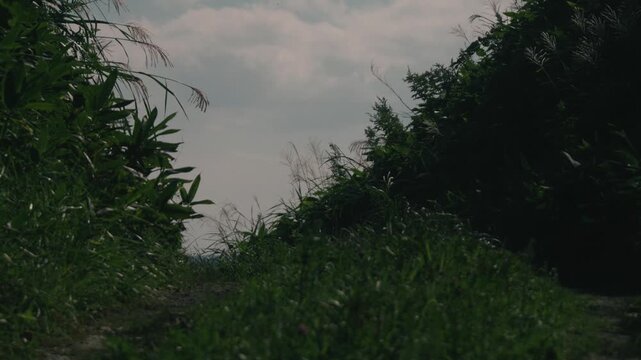 A rutted road climbing through a cut slope lined with bamboo grass
