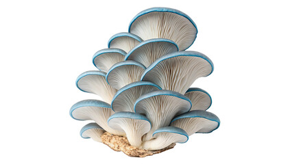 Bunch of fresh raw blue oyster mushrooms isolated on transparent background © Mr. Stone