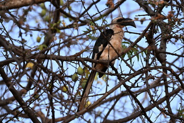 Tockus deckeni, commonly known as Decken's Hornbill, is a medium-sized bird native to the dry savannas, woodlands, and scrublands of East Africa. It is characterized by its striking black and white pl © Michaela Holubová