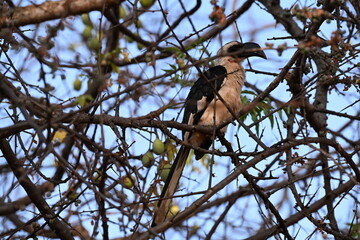 Tockus deckeni, commonly known as Decken's Hornbill, is a medium-sized bird native to the dry savannas, woodlands, and scrublands of East Africa. It is characterized by its striking black and white pl © Michaela Holubová
