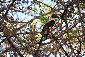 Tockus deckeni, commonly known as Decken's Hornbill, is a medium-sized bird native to the dry savannas, woodlands, and scrublands of East Africa. It is characterized by its striking black and white pl © Michaela Holubová