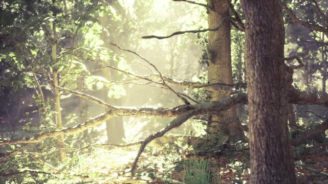Quiet Finnish understory with fallen branch lying across mossy ground, soft filtered light and fern shadows, intimate lowangle composition conveying calm, decay