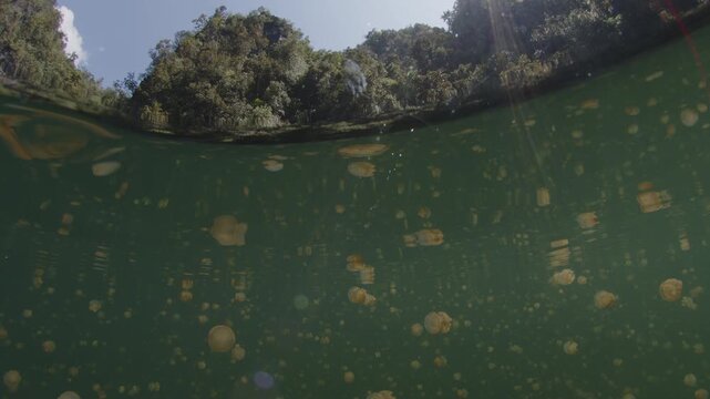 Isolated marine lake full of stingless Papuan jellyfish (Mastigia papua), splitted above and underwater footage. Misool Archipalago, Raja Ampat, Indonesia