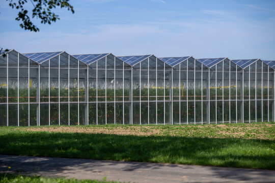 large tomato farm where tomatoes are grown in nutrient solution in greenhouses
