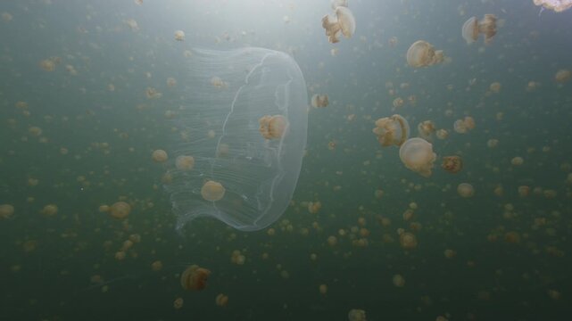 The Moon jellyfish (Aurelia aurita) glides in the isolated marine lake among the Papuan jellyfish. The species were isolated to the marine lake and underwent various adaptations