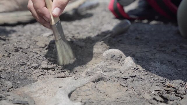 Close up shot of a brush cleaning sediment from a fossil being excavated on the banks of the Amazon River in Iquitos.