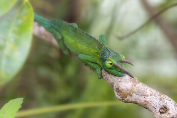 Jackson's Chameleon in a garden in Maui, Hawaii © guillaumedop