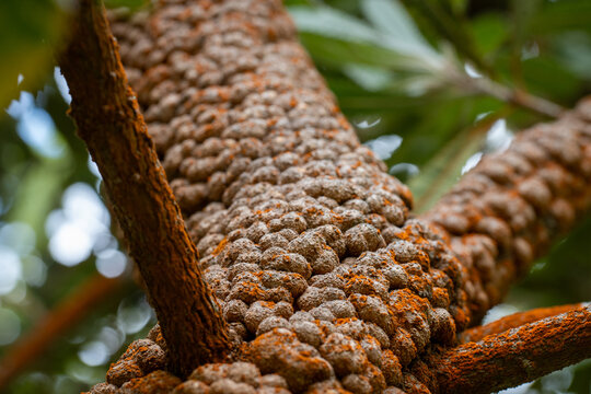 Close up of the Banksia serrata flower in Kauai, Hawaii