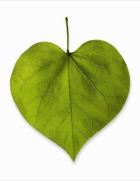 Heart Shape Leaf 