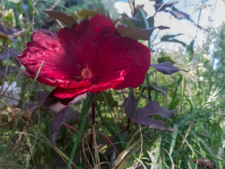 Wśród bujnych, zielonych traw wyraźnie wyróżnia się intensywnie czerwony hibiskus bagienny (Hibiscus coccineus). Jego duże, efektowne płatki szeroko się otwierają, odsłaniając delikatne centrum kwiatu © Grzegorz