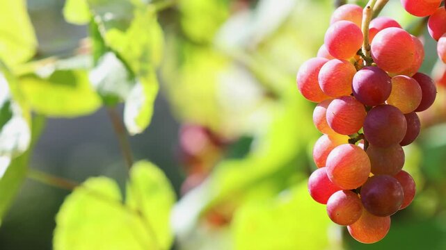 Ripe grapes hanging on vineyard branches in farm garden, swaying from wind under sunlight. Fresh fruit harvest on vine in rural agricultural countryside for winery and healthy food.