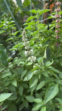 4K vertical video close up of fresh blooming sweet basil flower plants (Ocimum basilicum) swaying gently in the wind