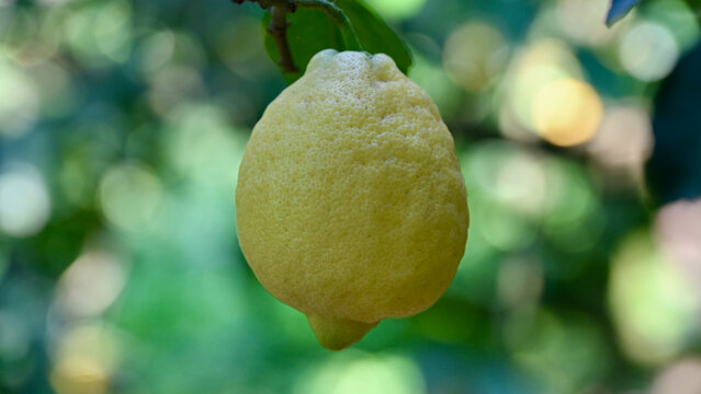 Single Tree-Ripened Lemon in Low Light in Southern Italy
