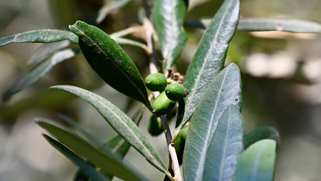 Baby Olives Growing on an Olive Tree