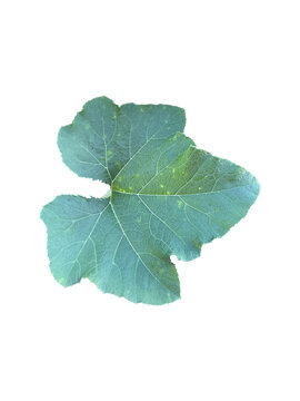 Isolated young green pumpkin leaf with clipping paths.	