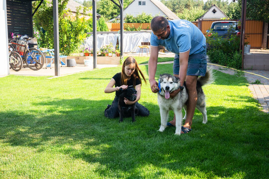 Family grooming their dogs on a green lawn in a backyard during a sunny summer day