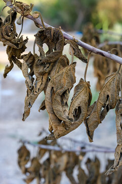 Crispy dried leaves curled on a branch after intense summer heat and lack of water, displaying botanical dehydration and autumn dormancy