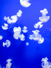 Small translucent jellyfish drift together against a blue aquarium background. Floating marine organisms represent collective movement, biodiversity and adaptation in aquatic ecosystems.. © Natallia