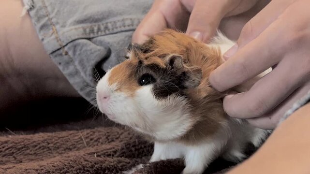 Cute tri-color guinea pig being petted and cared for by a human owner at home