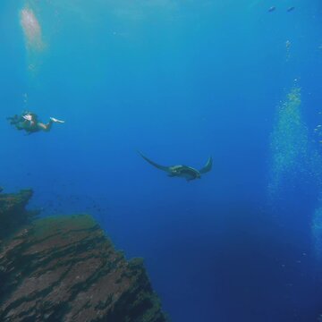 Oceanic manta rays swimming with divers at Socorro Mexico
