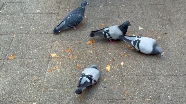 Closeup of four common feral street pigeons quickly pecking at flakes of discarded pastry on an outside paved area.