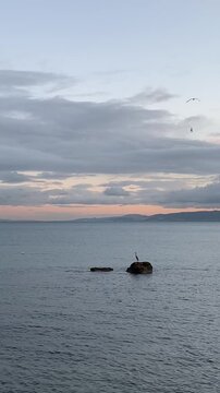 Les Oiseaux de Carthage