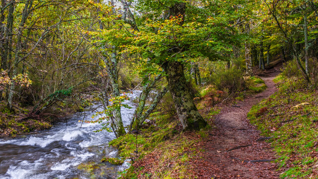 Beech forest, Hayedo de Montejo de la Sierra, Sierra Norte de Madrid, Spain