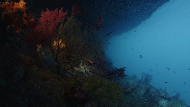Camera slowly moves forward and approaches corals growing under the limestone formation of the Misool Archipelago on the West Papua in Indonesia
