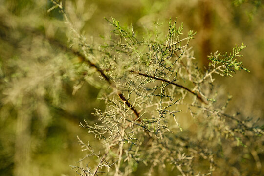 Close up of slender green tamarisk needles basking in gentle afternoon sunshine with dreamy bokeh background in rural meadow