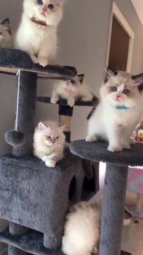 Fluffy ragdoll kittens playing together on a cozy multi-level cat tree inside a bright modern living room during daytime video footage