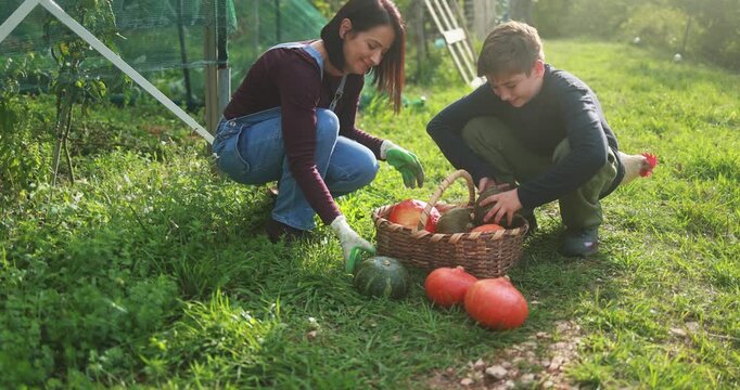 Happy mother and son collecting organic pumpkins with chicken in background inside vegetable home garden - Family people having fun during fall season - Autumn lifestyle concept - UGC content