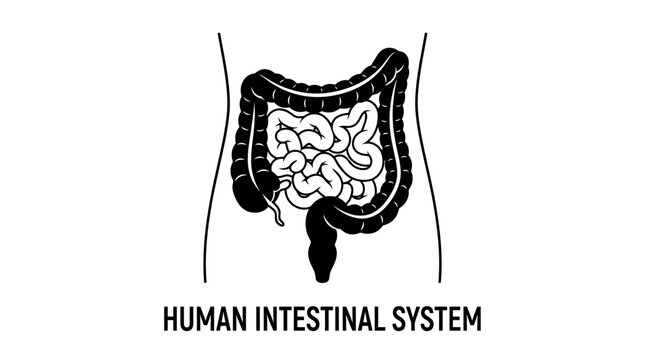 Very beautiful black and white flat vector illustration of the human intestines showing small intestine, large intestine, colon, cecum and appendix, centered label below illustration: "HUMAN INTESTINA