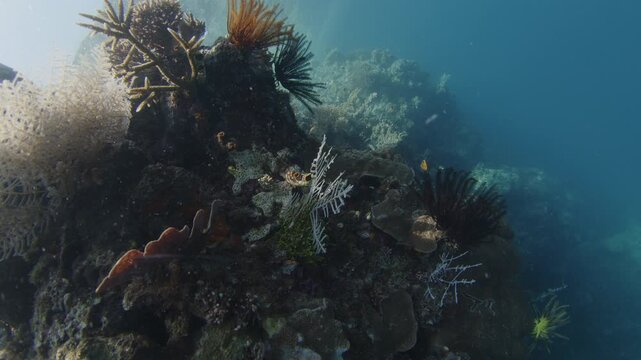 Healthy corals of the coral reef in the Misool Archipelago, Raja Ampat, Indonesia