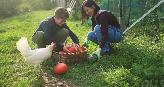 Mother and son collecting organic pumpkins while cuddling a chicken inside vegetable home garden - Family people having fun during fall season - Autumn lifestyle concept - UGC content