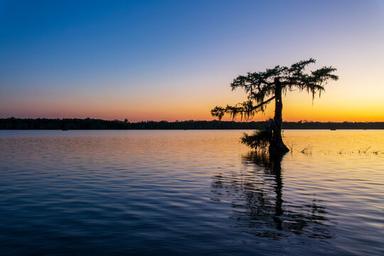 Lone tree at sunset at Lake Martin, Cypress Island Preserve, Cypress swamp scenic landscape with reflections, Breaux Bridge near Lafayette, Louisiana