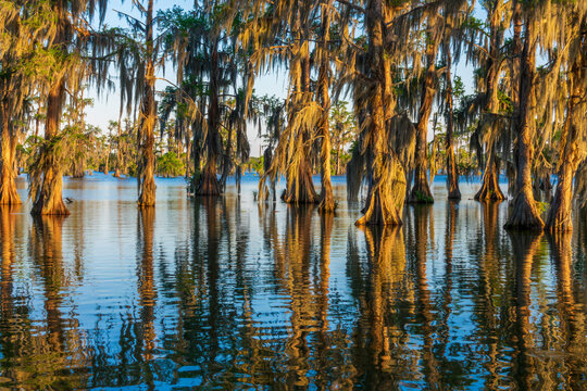 Lake Martin at Cypress Island Preserve, Cypress swamp scenic landscape with reflections, Breaux Bridge near Lafayette, Louisiana