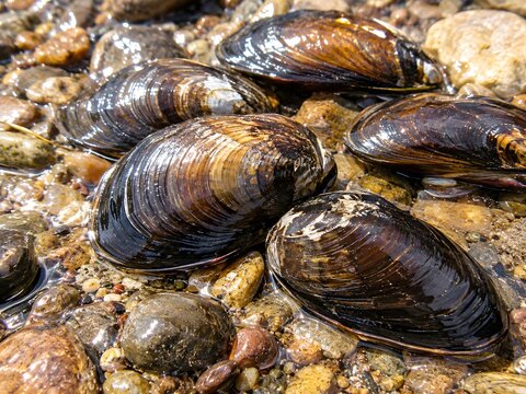 Freshwater mussels resting on a rocky river bed
