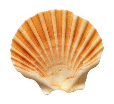 isolated orange fan scallop seashell isolated for marine design element