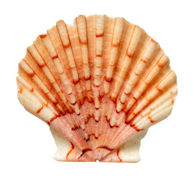 isolated orange fan scallop seashell isolated for marine design element
