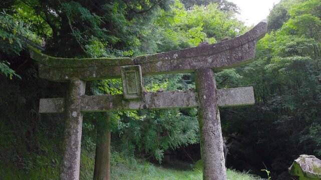 苔に覆われた古い石鳥居を見上げるローアングル　緑の森に囲まれた神社