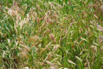Obraz premium Grasses move gently in the wind with flowers mixed in the field. Sunlight shines on the plants, showing colors and nature's beauty during a spring day