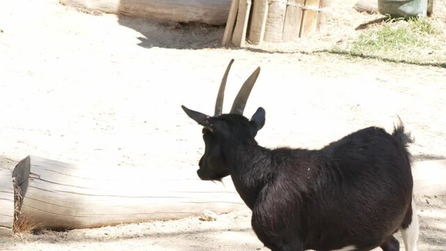 Black pygmy goat walking in a farm enclosure
